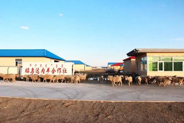 内蒙古昭乌达肉羊生态养殖有限公司