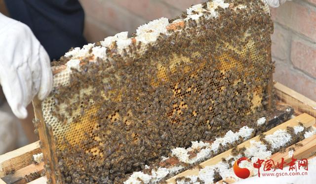 “蜂”收甜蜜 振兴路上有“蜜”方——记和政县新庄乡峡门村蜜蜂养殖产业