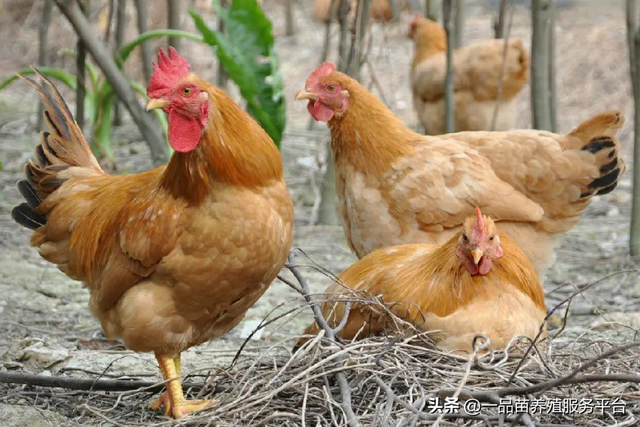 土鸡产蛋期多喂这两物，母鸡产蛋率提高11%，蛋黄颜色也更红