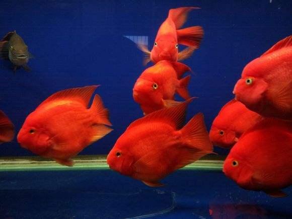 红红的鹦鹉鱼就得用这个方法才能养好！