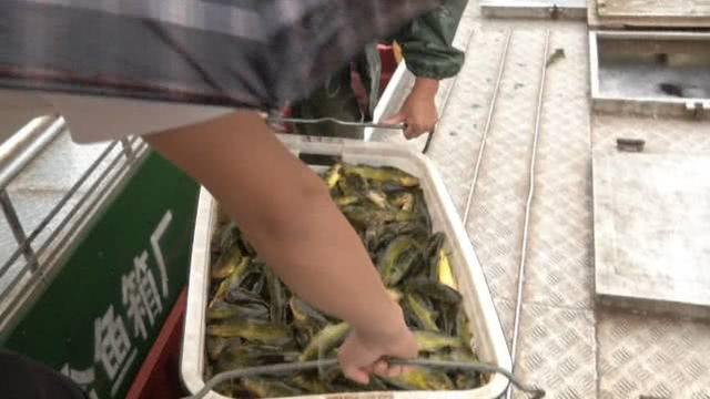 黄颡鱼价格上涨卖到13块一斤，亩收益达到1万！特种鱼也开始供不应求
