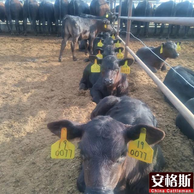 新疆南部地区安格斯牛饲养实践
