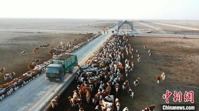 实拍新疆“最大牛场”：叶城戈壁滩上种草养牛