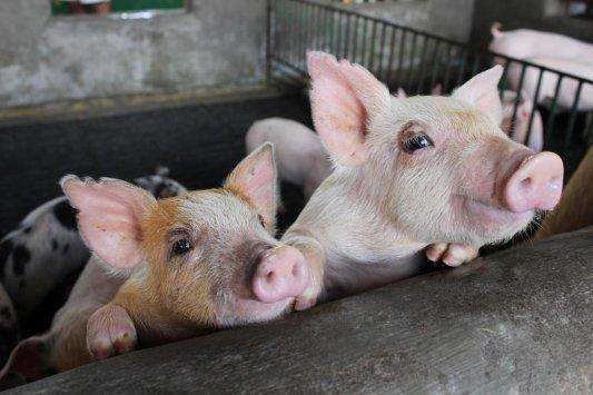 贵州首单！一家生猪养殖场“保险+期货”获赔7万元