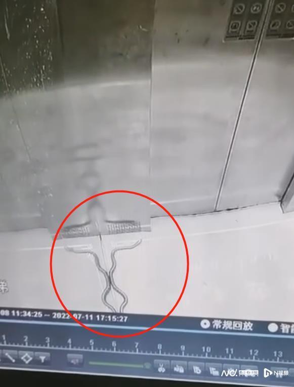 公司电梯突现1.5米长蛇，小伙吓一跳！专家：是无毒水律蛇