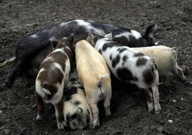 喂猪需要注意的3点常识，尤其颗粒饲料这块，多少养殖户吃过亏了