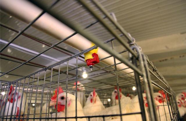 规模化蛋鸡养殖中家禽养殖成本知多少？