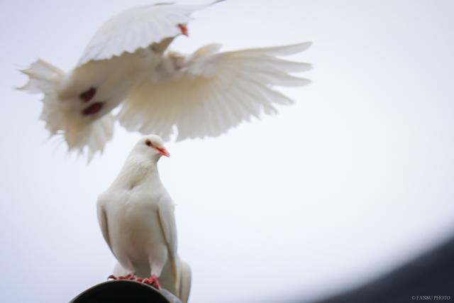 摄影：阜阳生态园的和平鸽