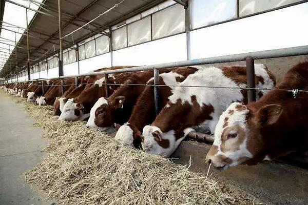 禽流感出现导致养殖业不稳，养牛户接下来应该怎么做？