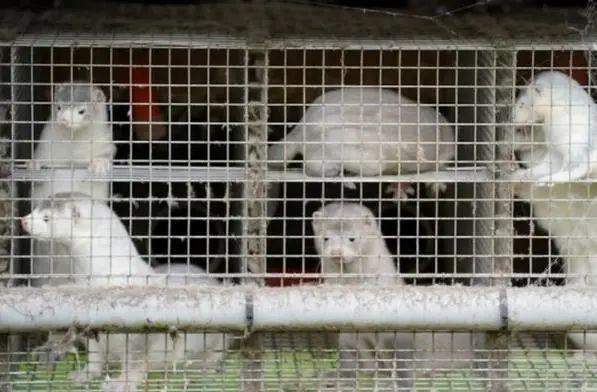 错杀250万只水貂后紧急叫停，首相道歉！在丹麦养貂的中国“裘皮第一股”懵了