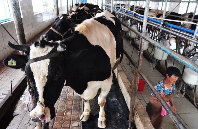 饲养奶牛，前期如何建造牛舍？9种建造方式可供养殖户参考