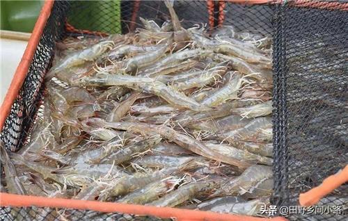 淡水虾养殖技术，如何才能养好淡水虾
