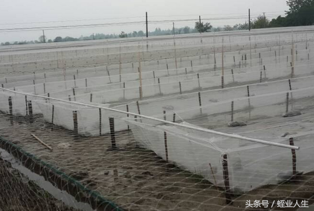 浙江温岭市温峤佰君丝网厂之水蛭网箱养殖的日常管理