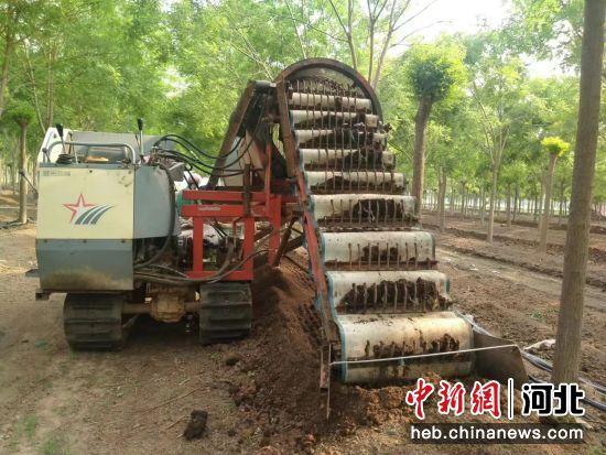 河北冀州探索创新现代农业发展新模式 林下蚯蚓养殖“变粪为宝”