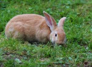 水貂养殖补贴(2018年农村养兔补贴标准是怎样的？养4000只兔补贴多少？)