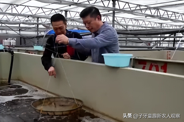 山东小伙塑料池子里养海虾，一年产20万斤虾，2年时间年入800万！