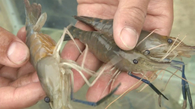 罗氏沼虾的养殖技术具体有哪些？