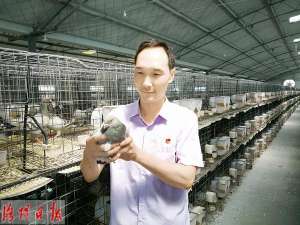 河南洛阳鸽子养殖基地(孟津80后农民返乡创业养鸽子，年销售额达150万)