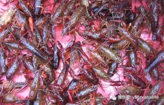 养殖小龙虾，生存水体及水质要求……你都门清吗？