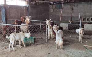 养殖厂照片(京郊养殖场有羊驼 它们除了萌还能用于科学研究)