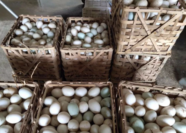 如何提高蛋鸭产蛋率？怎样养蛋鸭才能高产蛋？这几个方面要注意