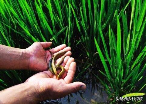农村里种植水稻，禾苗底下有泥鳅，会不会影响水稻的生长？