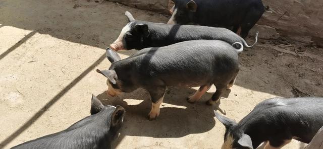 养殖黑猪如何选择适合的品种？要注意哪些？