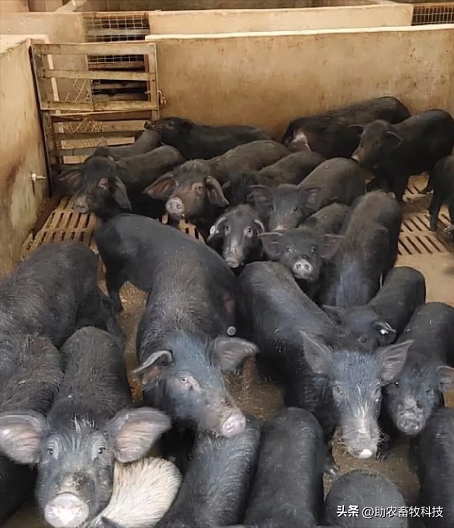 广西这个猪场长期采用发酵中草药无抗养殖藏香猪效果好、效益高
