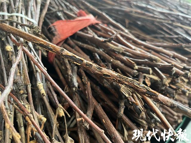 探访徐州“金蝉”养殖基地：村民树下“掘金”，月入数万元