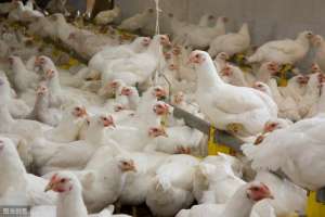 盐城肉鸡养殖(黄羽肉鸡出现疫病该怎么办？这几项防控措施，减少鸡病发生)