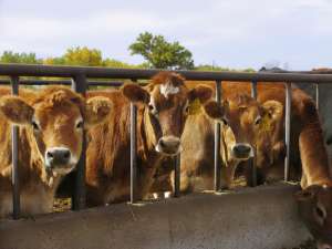 大黄牛养殖技术(土黄牛养殖方法策略，养牛人怎么样喂牛上膘快，黄牛怎么养最好)