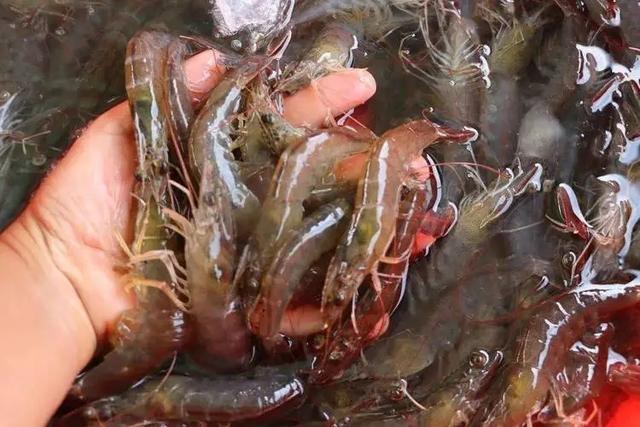 基围虾是如何养殖的？高密度养殖还洒药，这样的虾还能放心吃吗？