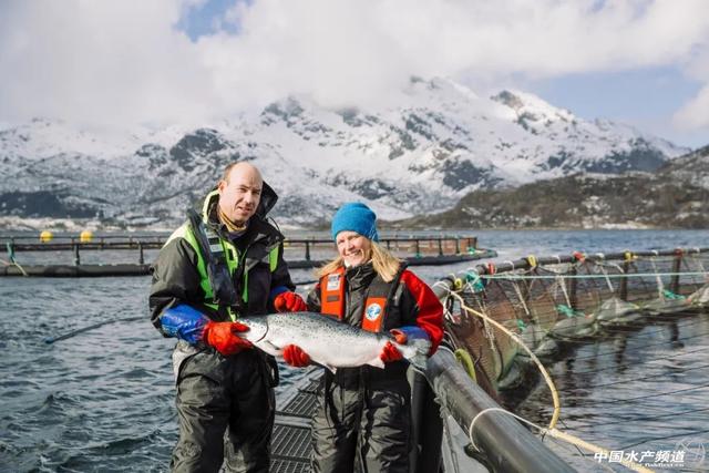 你吃到的挪威三文鱼是如何养殖的？