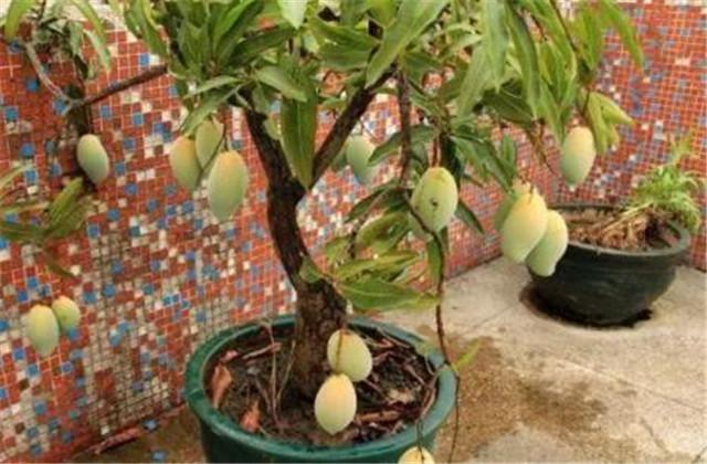 芒果盆栽技术，想要种植的就点进来看下吧，值得借鉴哦
