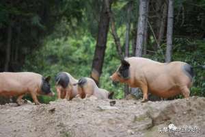 福州黑猪养殖(打响土猪保卫战绿会设立“官庄花猪保护地·福建”)