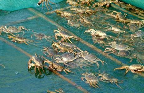 大闸蟹的养殖技巧，蟹苗的饲养方式