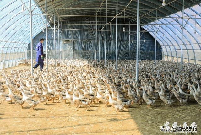 【复工复产进行时】秦安百万蛋鸭二期工程60个养鸭大棚预计5月份全部完工