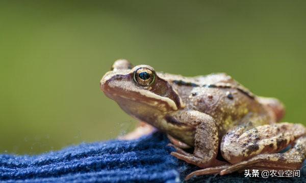 林蛙怎样养才能出效益？林蛙养殖的关键技术，林蛙的饲养管理