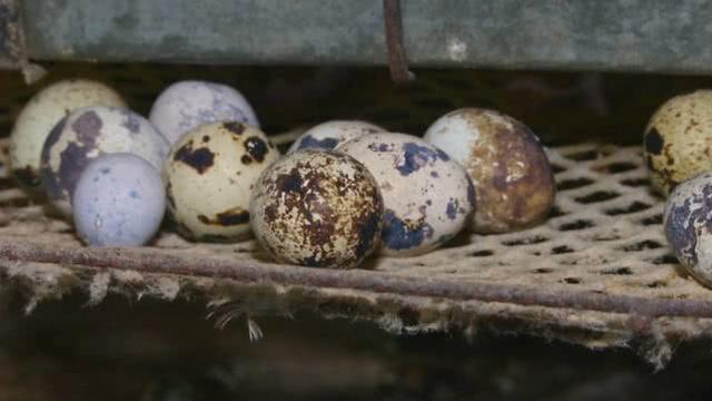 不善飞行善产蛋，“笨鸟”成了创富鸟！饲养35天便可产蛋！存栏7万只一天产1400斤蛋