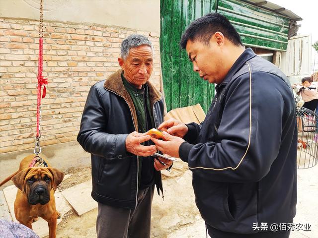 72岁农村老人热衷养鸡，生意做到省外，晚年养老不求人