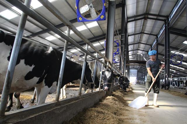 饲养奶牛，前期如何建造牛舍？9种建造方式可供养殖户参考