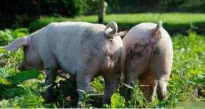 高效生态养殖技术(养猪技术前沿；猪，沼，牧草，高效生态的种养技术)