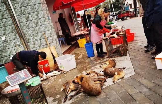 不仅是在武汉，朋友圈还有人在公然贩卖野生动物，号称年收入近百万