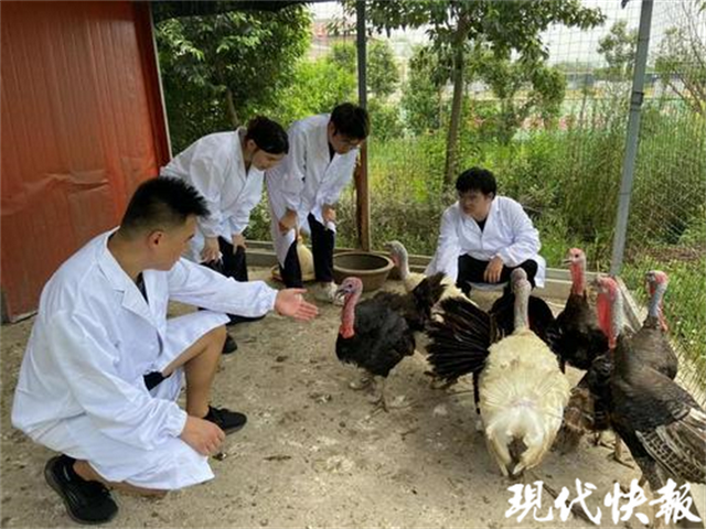 提高配对成功率10%，扬州大学科技手段解决火鸡饲养“高温后遗症”