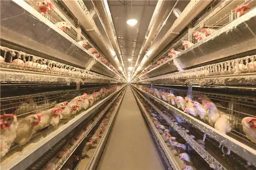 养鸡人必看！禽类养殖业发展趋势及对策
