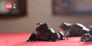 深山里石蛙养殖视频(《将遇良材》之“百蛙之王”—石蛙)