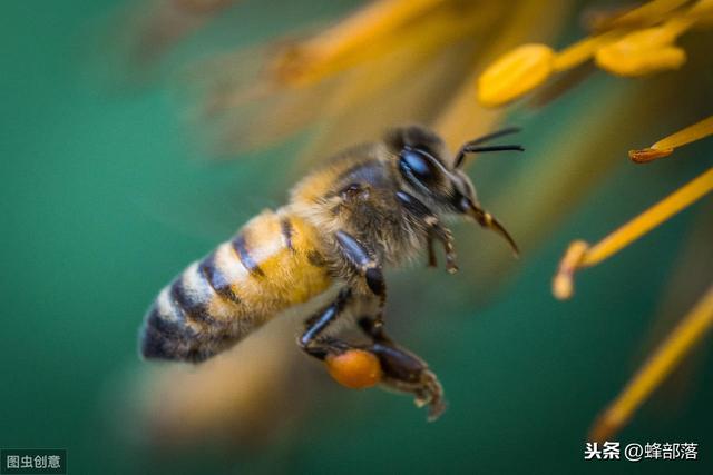 经常有胡蜂吃蜜蜂如何预防？养蜂人都用这3种方式，太好用了