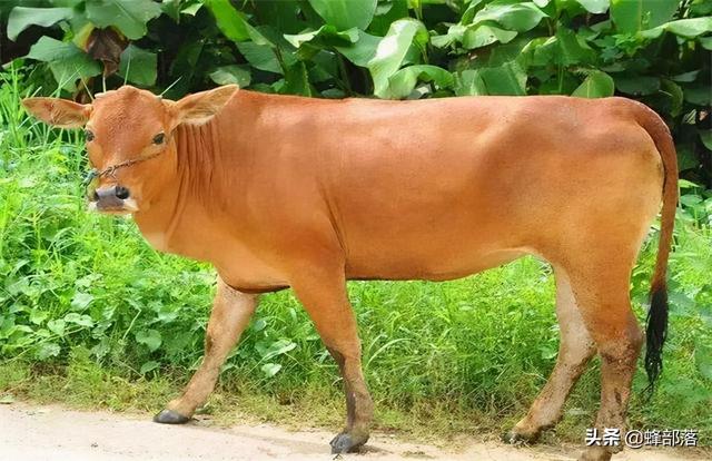 水牛力气比黄牛大，为什么人们反而喜欢养黄牛耕地？6个原因