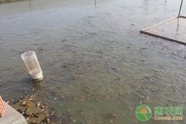 泥鳅的养殖技术要点及池塘管理
