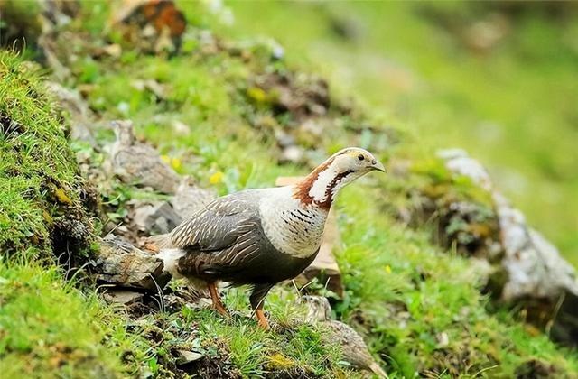 喜马拉雅有种珍稀雪鸡，占领山头吹口哨炫耀，雏鸟一出生就去觅食